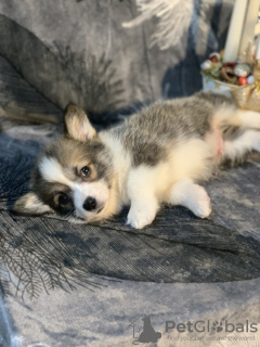 Photo №3. Chiots Pembroke Welsh Corgi issus de parents primés provenant d'un élevage. USA