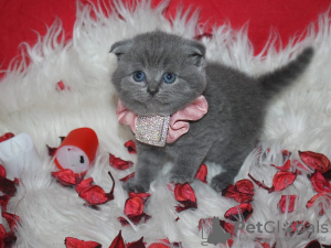 Photo №1. scottish fold - à vendre en ville de Bastogne | Gratuit | Annonce № 120201