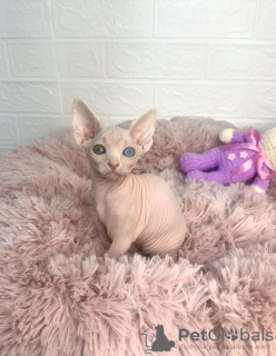 Photo №1. sphynx - à vendre en ville de Стамбул | 1420€ | Annonce № 102241