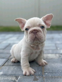Photo №3. adorables chiots bulldog français disponibles à la vente. Estonie
