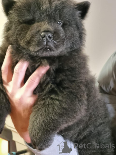 Photo №2 de l'annonce № 127689 de la vente chow-chow - acheter à Portugal annonce privée