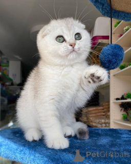 Photo №1. scottish fold - à vendre en ville de Munich | négocié | Annonce № 165013
