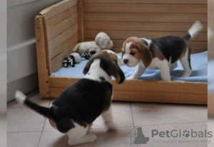 Photo №1. beagle - à vendre en ville de Berlin | Gratuit | Annonce №126391