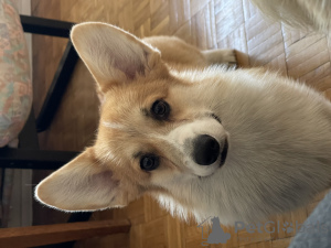 Photo №2 de l'annonce № 111067 de la vente welsh corgi - acheter à Pologne annonce privée, de la fourrière, éleveur