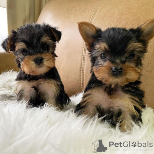 Photo №1. yorkshire terrier - à vendre en ville de Melbourne | négocié | Annonce №143744