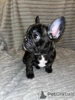 Photo №4. Je vais vendre bouledogue en ville de Штутгарт.  - prix - 700€