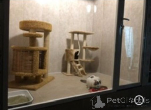 Photo №4. Hôtel pour les animaux en Fédération de Russie. Annonce № 135186