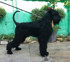 Photo №3. Chien Schnauzer géant à vendre. Serbie