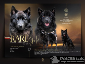 Photo №4. Je vais vendre  en ville de Nysa. éleveur - prix - négocié