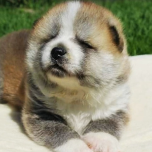 Photo №2 de l'annonce № 4158 de la vente akita (chien) - acheter à Ukraine éleveur