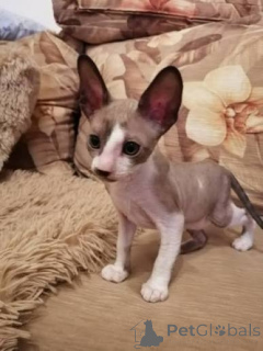 Photo №1. cornish rex - à vendre en ville de Székesfehérvár | négocié | Annonce № 173122