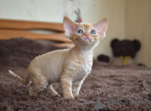 Photo №3. Devon Rex Kittens à vendre la livraison dans le monde entier. USA