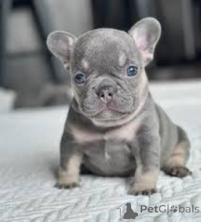 Photo №1. bouledogue - à vendre en ville de Belfast | 1000€ | Annonce №166102