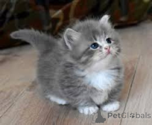 Photo №1. munchkin - à vendre en ville de Bruxelles | 500€ | Annonce № 172717
