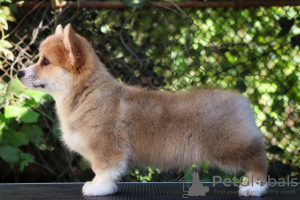 Photo №1. welsh corgi - à vendre en ville de Taganrog | Gratuit | Annonce №121536