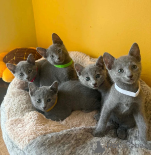 Photo №1. bleu russe - à vendre en ville de Celle | 450€ | Annonce № 173924
