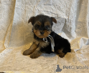 Photo №3. Chiots Yorkie. Allemagne