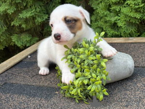 Photo №2 de l'annonce № 147827 de la vente jack russell terrier - acheter à Fédération de Russie annonce privée
