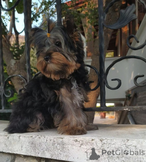 Photo №1. yorkshire terrier - à vendre en ville de Balykesir | 388€ | Annonce №159184