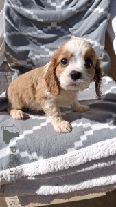 Photo №1. cavalier king charles spaniel - à vendre en ville de Tallinn | 850€ | Annonce №148744