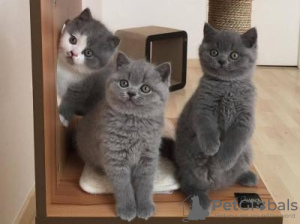 Photo №1. british shorthair - à vendre en ville de Much | 850€ | Annonce № 132780