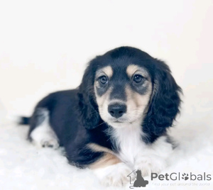 Photo №1. teckel - à vendre en ville de Berlin | 500€ | Annonce №137984