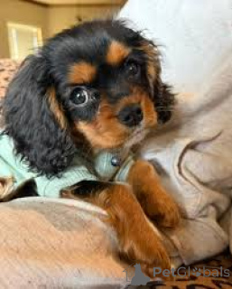 Photo №3. Acheter Cavalier King Charles Spaniel-puppy. Belgique