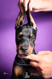 Photos supplémentaires: Chiots Dobermann