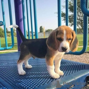 Photos supplémentaires: beagle