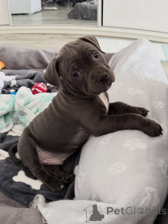 Photo №1. staffordshire bull terrier - à vendre en ville de Prague | négocié | Annonce №167225