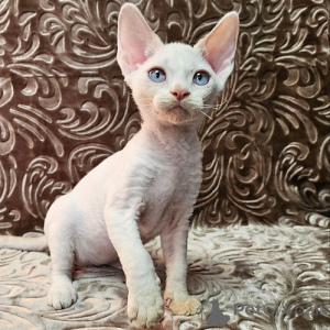 Photo №1. devon rex - à vendre en ville de Hannover | 250€ | Annonce № 156670