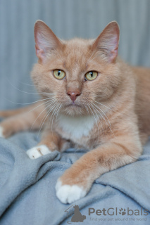 Photo №3. Eunice a un nez doux. Adorable chat en cadeau. Biélorussie