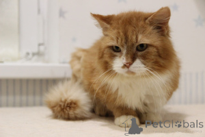 Photo №4. Je vais vendre  en ville de Minsk. de l'abri - prix - Gratuit