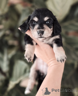 Photo №2 de l'annonce № 155447 de la vente teckel - acheter à Irlande annonce privée