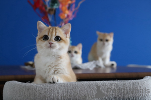 Photo №1. british shorthair - à vendre en ville de Istanbul | 2125€ | Annonce № 153755