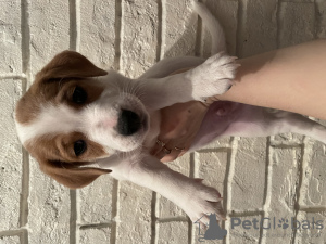 Photo №1. jack russell terrier - à vendre en ville de Cherepovets | négocié | Annonce №43457