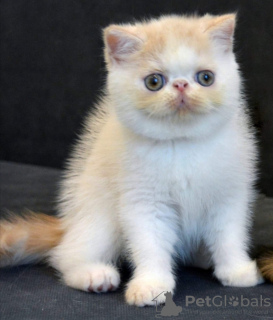 Photo №2 de l'annonce № 113691 de la vente exotic shorthair - acheter à Biélorussie de la fourrière