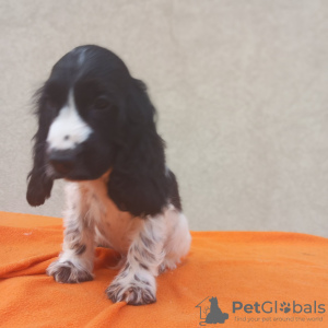 Photos supplémentaires: Chiots Cocker Anglais