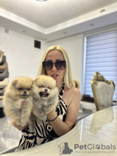 Photo №3. Chiots poméraniens. Serbie