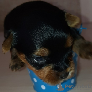 Photo №4. Je vais vendre yorkshire terrier en ville de Kiev. de la fourrière - prix - 423€