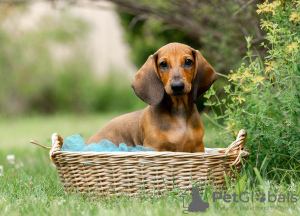 Photos supplémentaires: Chiots teckels standards