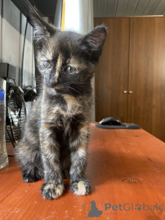 Photo №4. Je vais vendre  en ville de Rivière moscou. annonce privée - prix - Gratuit