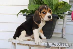 Photo №2 de l'annonce № 28507 de la vente beagle - acheter à Portugal annonce privée