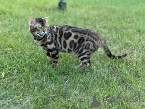 Photos supplémentaires: Magnifique chat Bengal - GrandInterChampion de la race