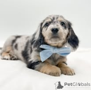 Photo №4. Je vais vendre teckel en ville de Amsterdam. annonce privée, éleveur - prix - 700€