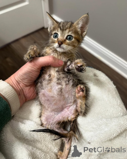 Photo №2 de l'annonce № 150616 de la vente bengal - acheter à Allemagne de l'abri, éleveur