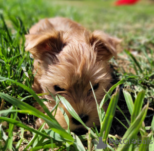 Photo №1. biewer yorkshire terrier - à vendre en ville de Miechów | négocié | Annonce №103678