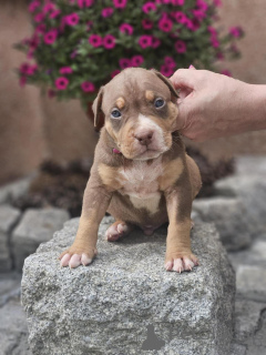 Photo №1. american bully - à vendre en ville de Sremska Mitrovica | négocié | Annonce №140709
