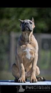 Photo №4. Je vais vendre cane corso en ville de Belgrade. éleveur - prix - négocié