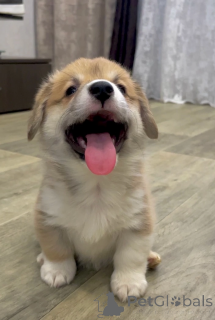 Photo №4. Je vais vendre chien bâtard en ville de Irkoutsk. de la fourrière, éleveur - prix - 647€